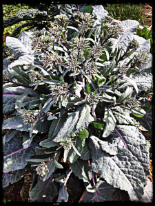 Winter greens at Maison Bleue