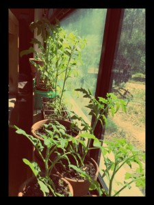 Maison Bleue tomato growing
