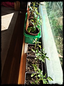 Tomatoes Maison Bleue