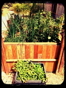 The Backyard Pharmacy at Maison Bleue large wicking bed