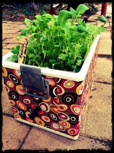 The Backyard Pharmacy at Maison Bleue radish wicking bed